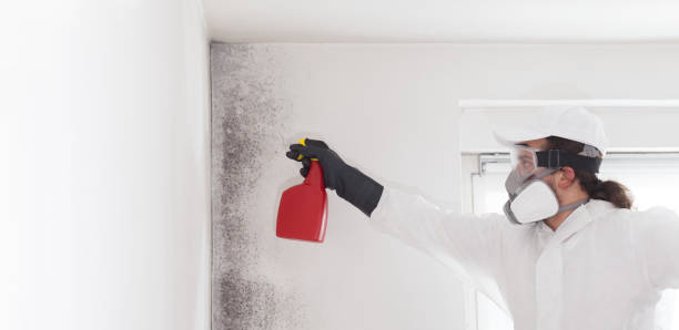 Reliable Moscow Mills, MO Mold Removal Solutions