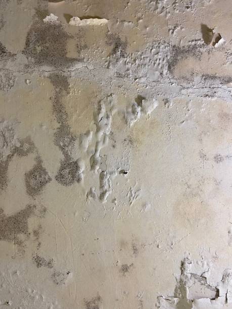 Best Local Mold Removal Service  in Scow Mills, MO