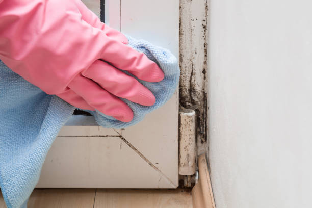 Professional Mold Removal in Moscow Mills, MO