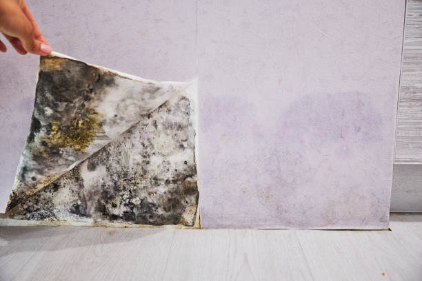 Best Mold Damage Repair  in Scow Mills, MO